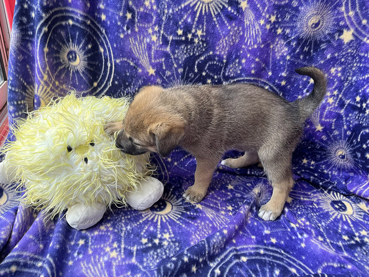chinook puppy